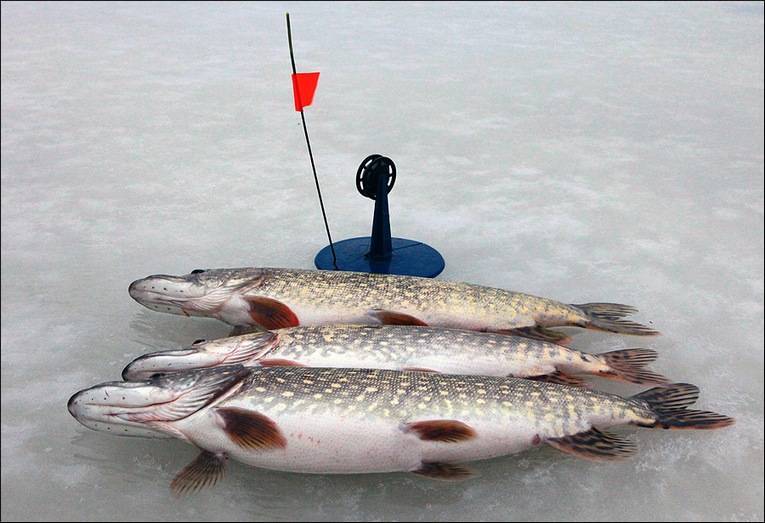Ловля щуки зимой - читайте на сatcher.fish