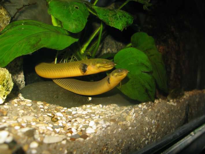 Каламоихт калабарский - аквариумная змея: содержание, совместимость, фото-видео обзор