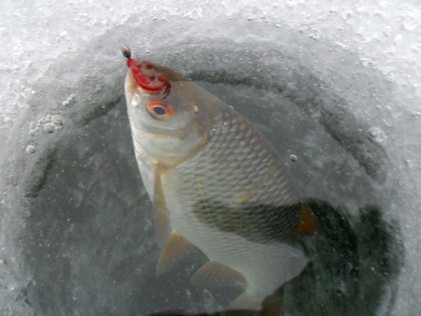 Зимняя рыбалка на мормышку, способы + видео