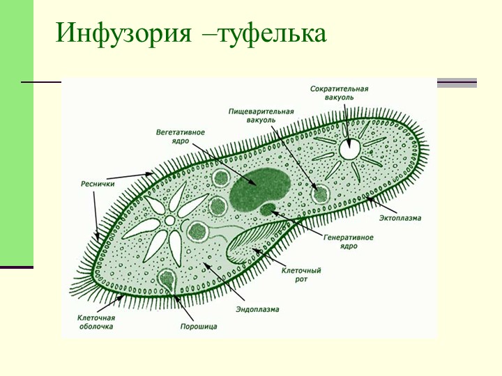 § 11. тип инфузории / биология 7 класс