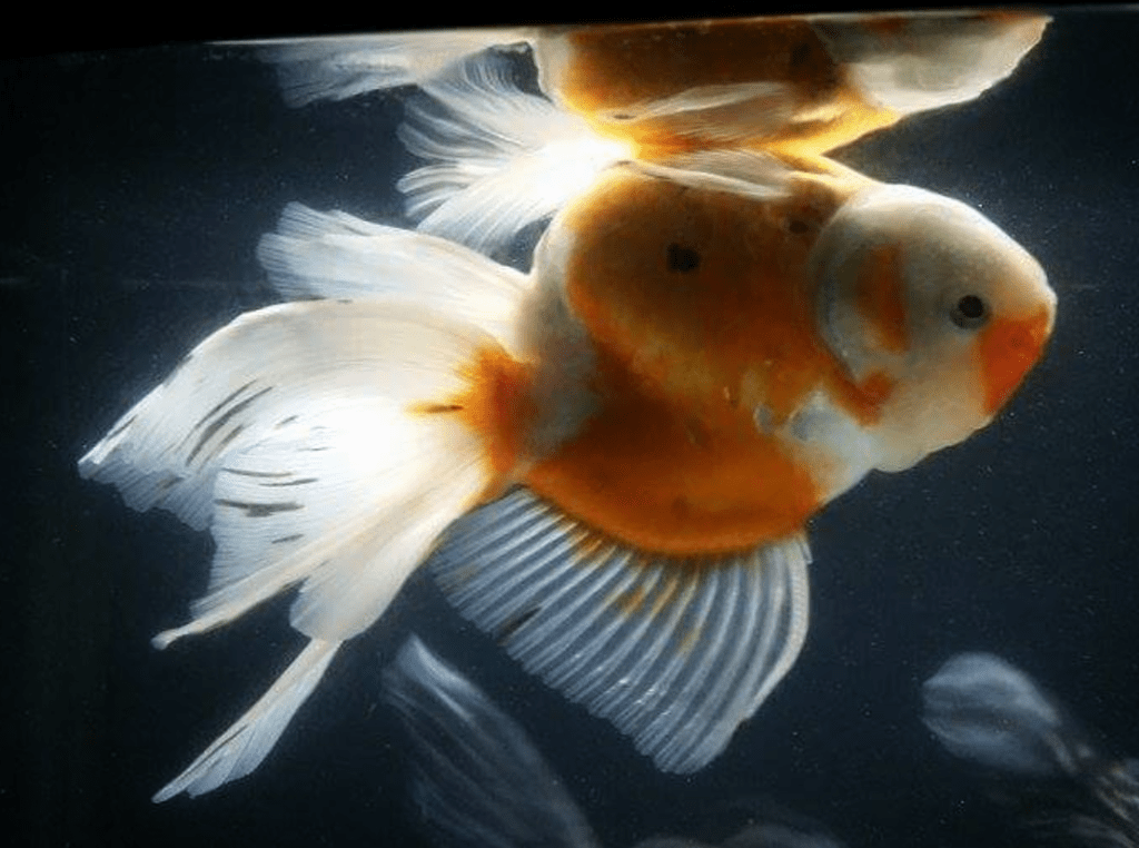 Рыбка плавает на боку либо вверх брюшком: возможные причины и выход из ситуации