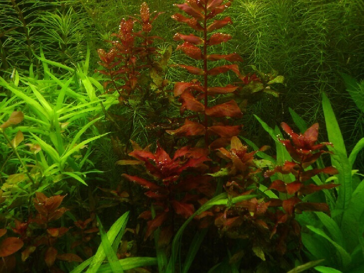 Содержание аквариумного растения ротала индика (rotala indica)