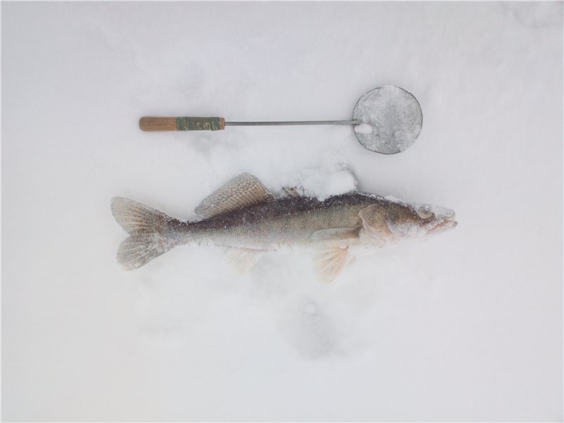 Зимние снасти на судака: удочка для ловли зимой и ее изготовление своими руками, рыбалка на тюльку