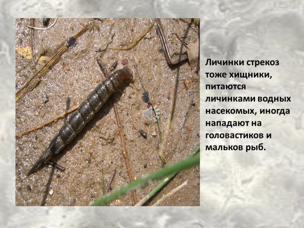 Описание, название и места обитания личинки стрекозы