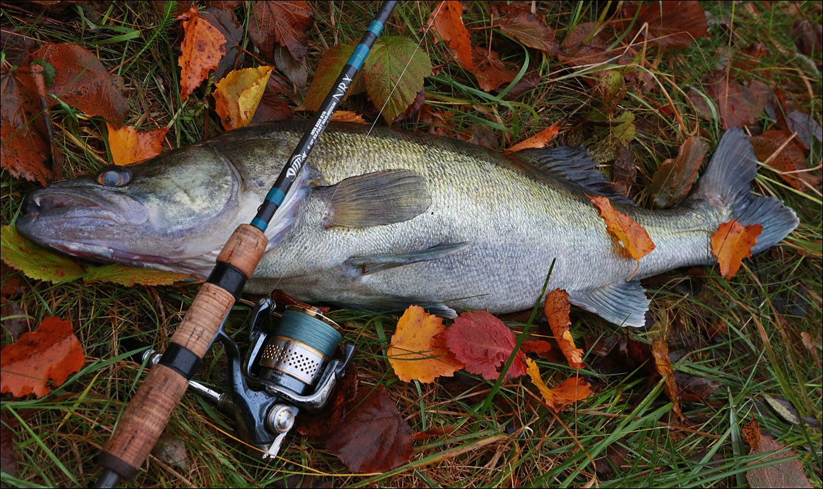 Рыбалка осенью: какая рыба клюет поздней в ноябре, и ранней в сентябре, когда, где и на что, поиск рыбы, календарь