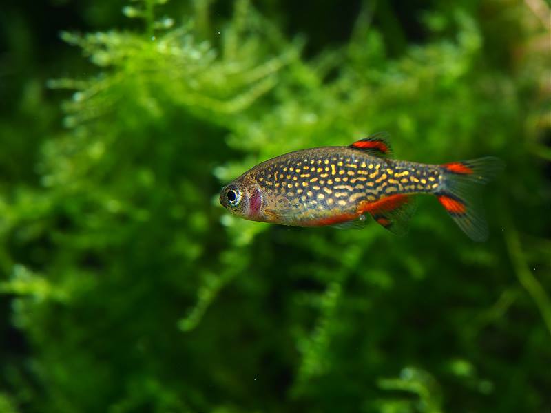 Маленькая и яркая рыбка Микрорасбора галактика в вашем аквариуме!