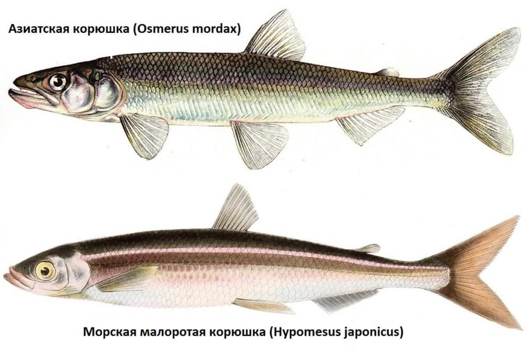 Корюшка: описание рыбы, виды, где водится, чем питается и как ловить