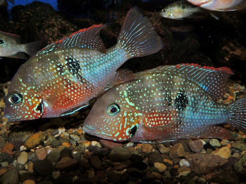 Цихлазома элиота: фото рыбы цихлиды, содержание и разведение