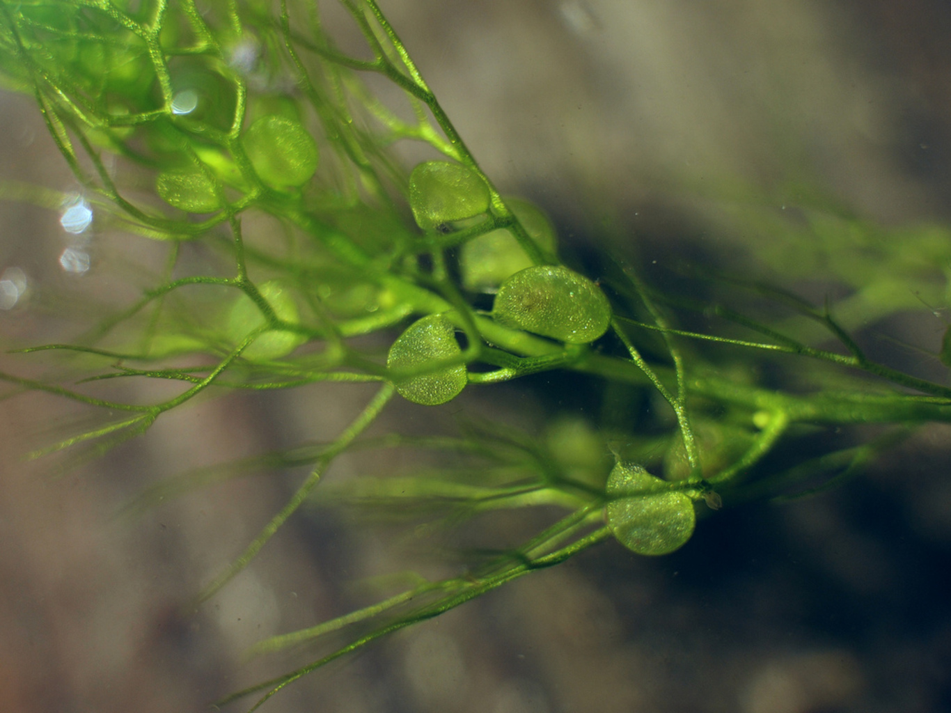 Пузырчатка горбатая растение: содержание, фото-видео обзор - домашняя аквариумистика