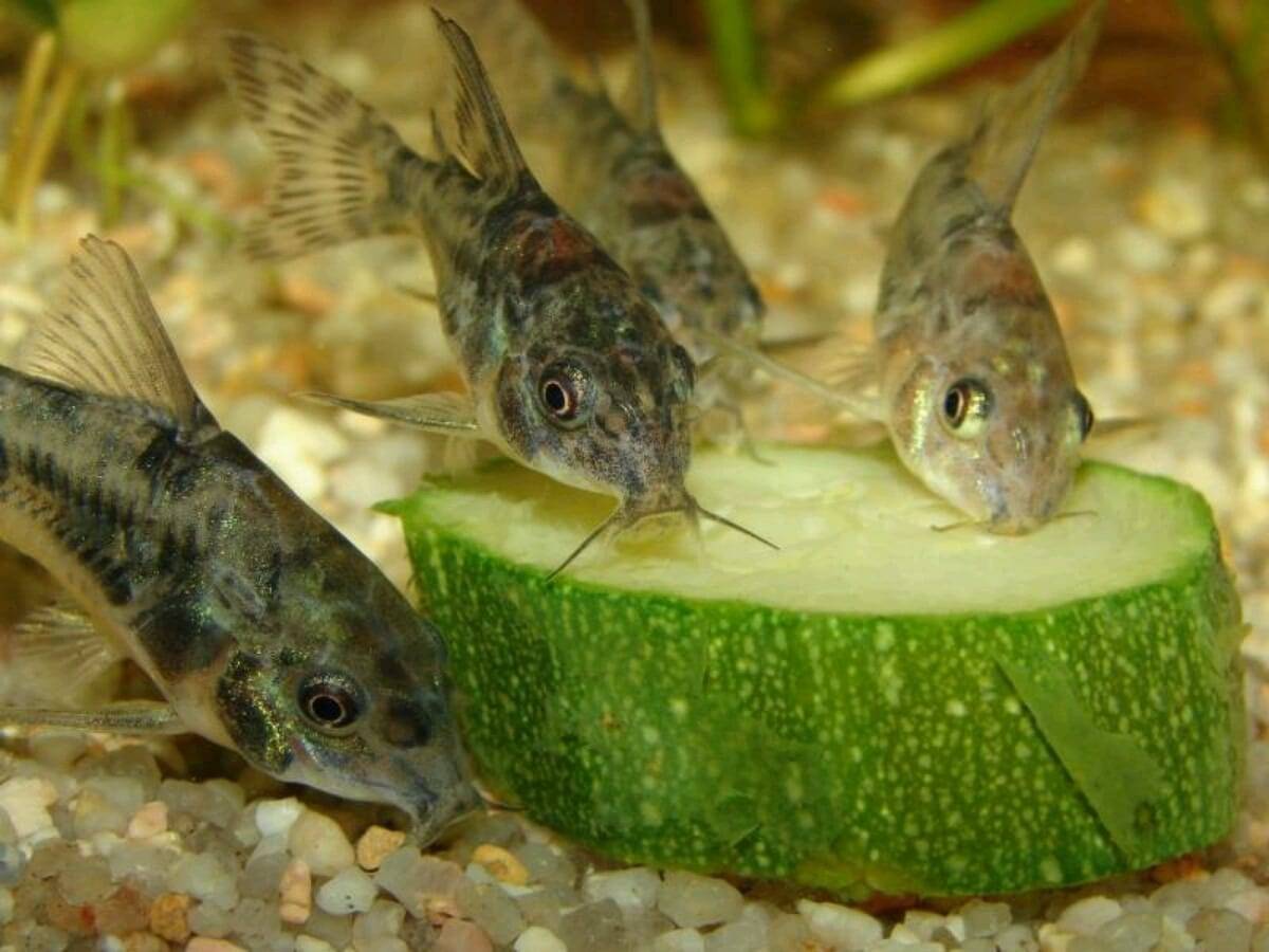 Аквариумная рыбка коридорас крапчатый или сомик крапчатый (coridoras paleatus). фото, описание, содержание, уход и разведение