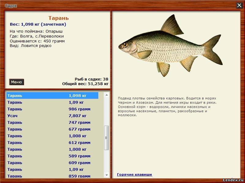 Тарань - подробное описание рыбы: где обитает, чем питается