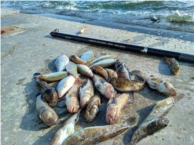 Летняя рыбалка на Азовском море: кого, когда и где ловить