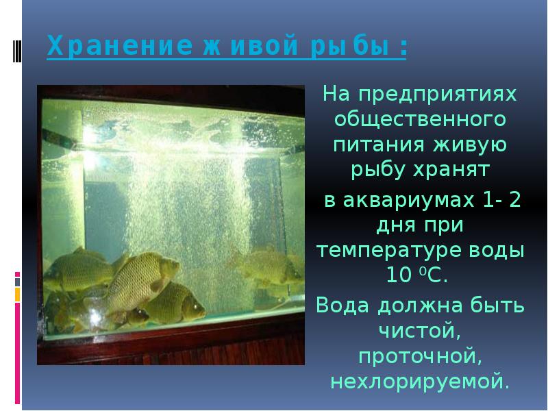 Температура воды для аквариумных рыбок — что нужно знать?
