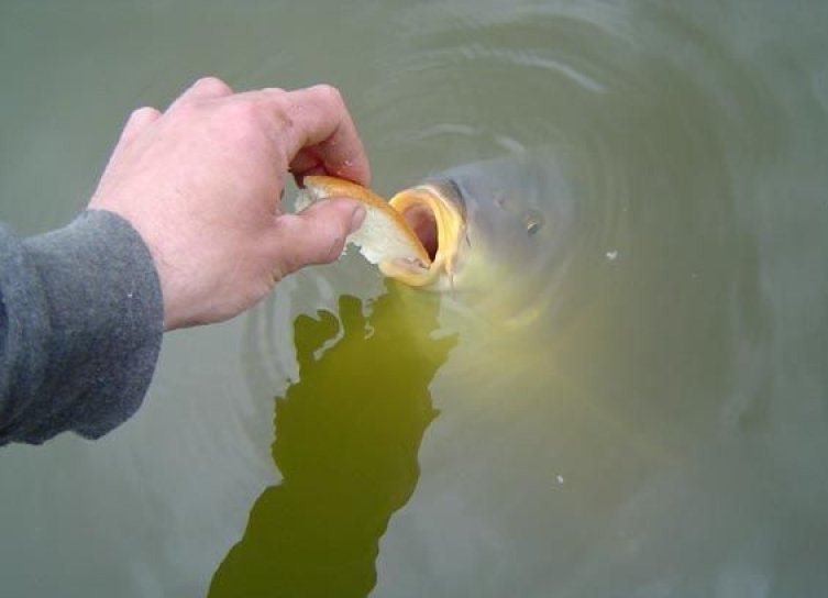 Как сделать пруд для разведения рыбы: пошаговая инструкция с фото и описанием