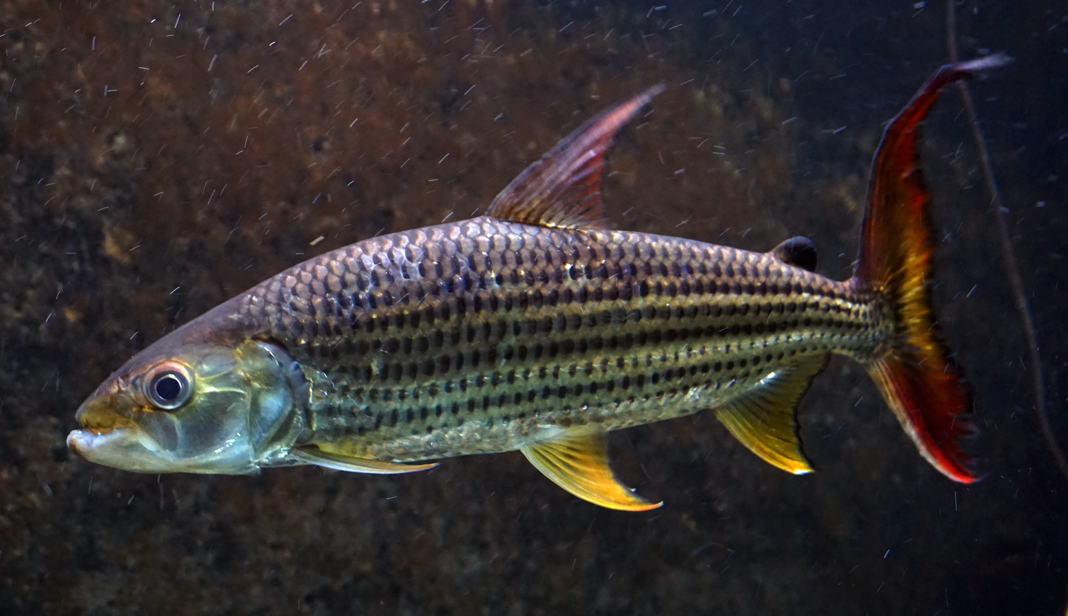 Большая тигровая рыба или гидроцин (лат. hydrocynus goliath)