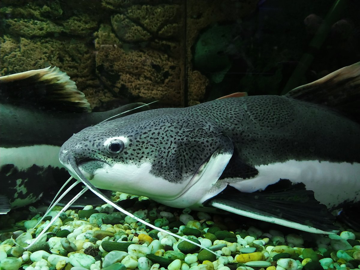 Краснохвостый сом: красивая рыба для больших аквариумов