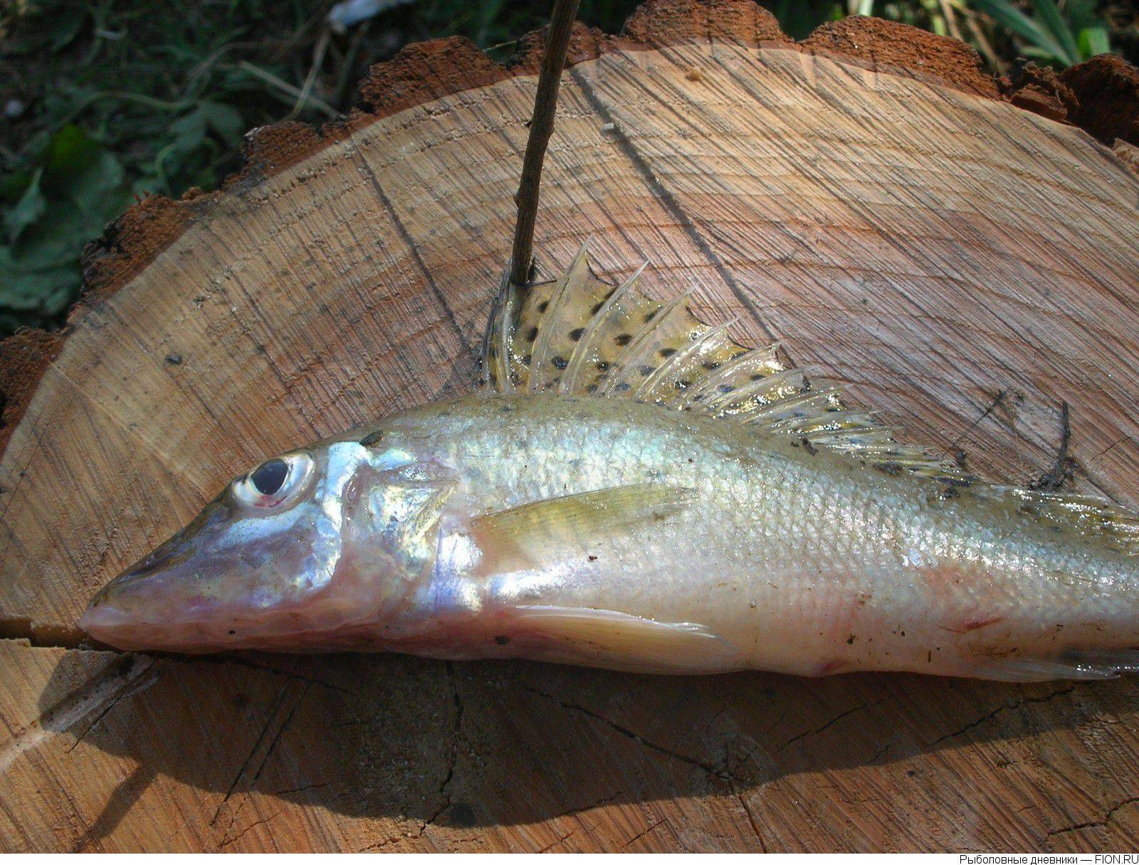 Рыба ёрш: размеры и разновидности, где обитает и чем питается, правила ловли