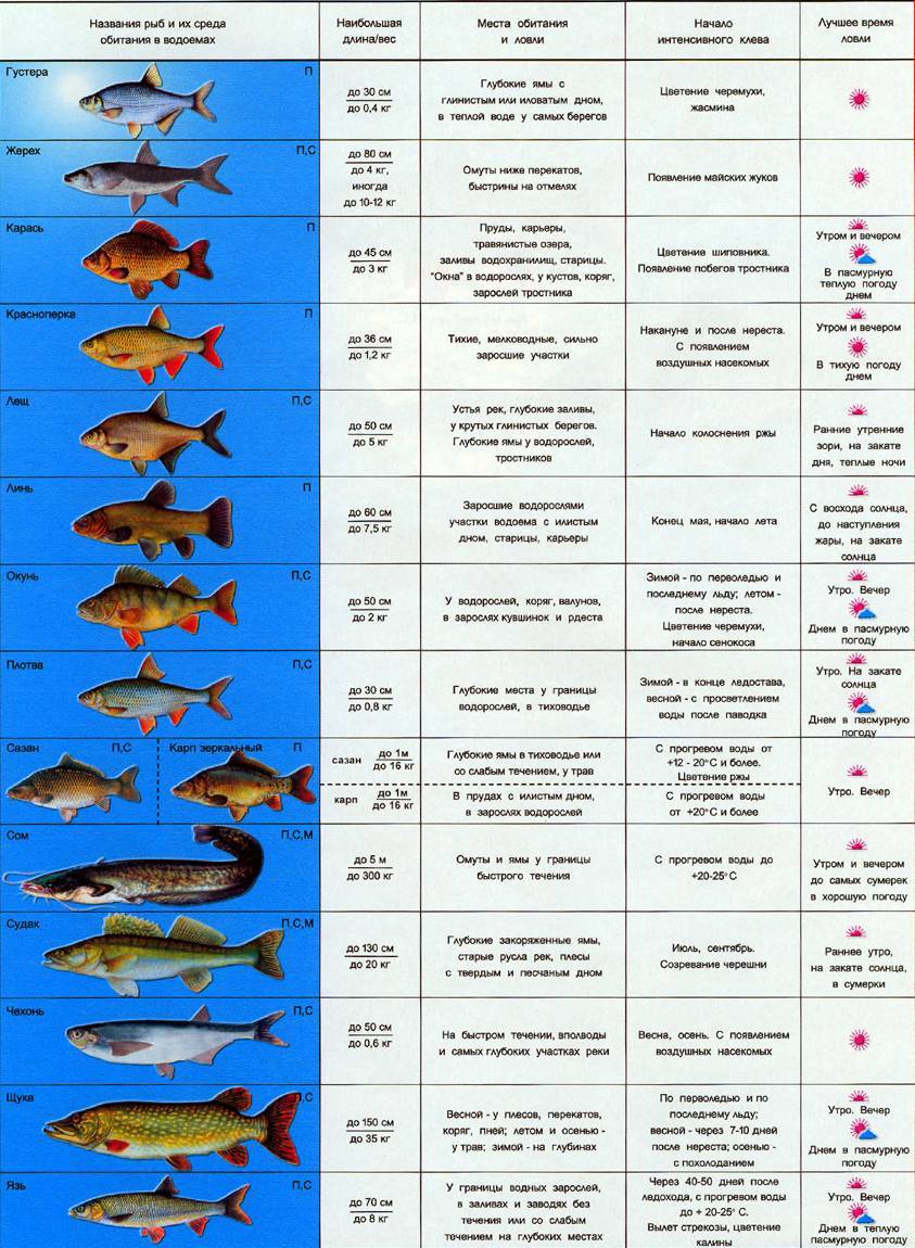 Горчак рыба - фото и описание, нерест и межвидовые отношения, ловля