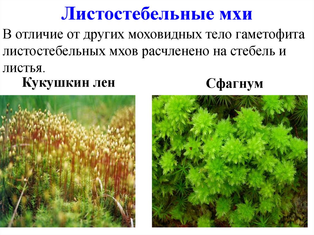 Примеры группы мхи. Сфагнум листостебельный. Листостебельное растение мха. Листостебельные мхи мхи. Мхи Моховидные растения.