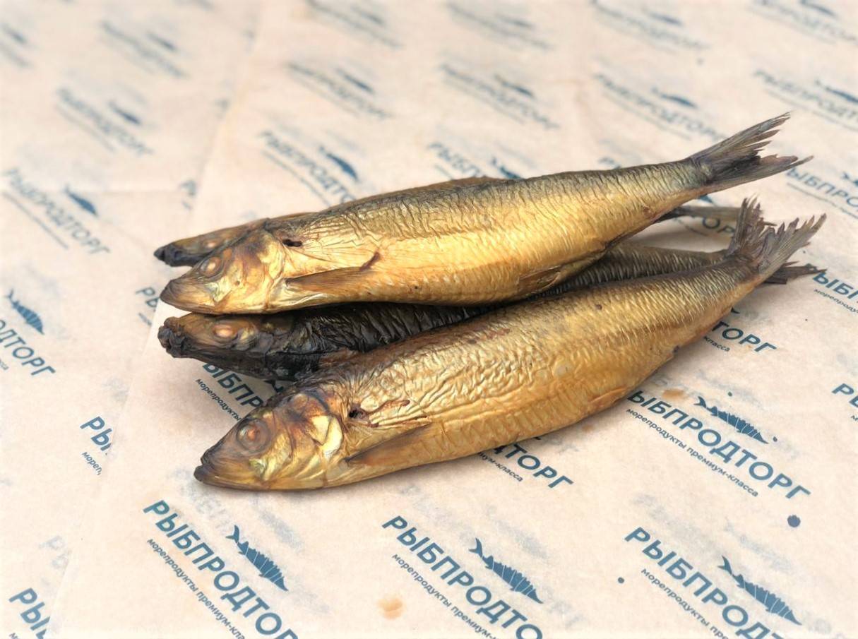 Салака фото и описание – каталог рыб, смотреть онлайн