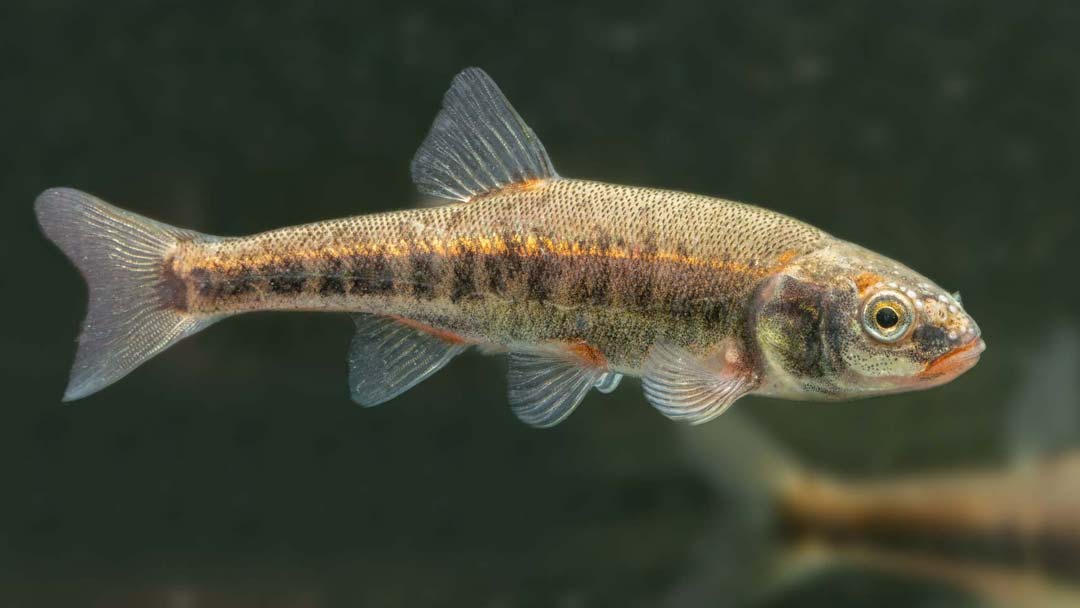 Рыба «Гольян» фото и описание