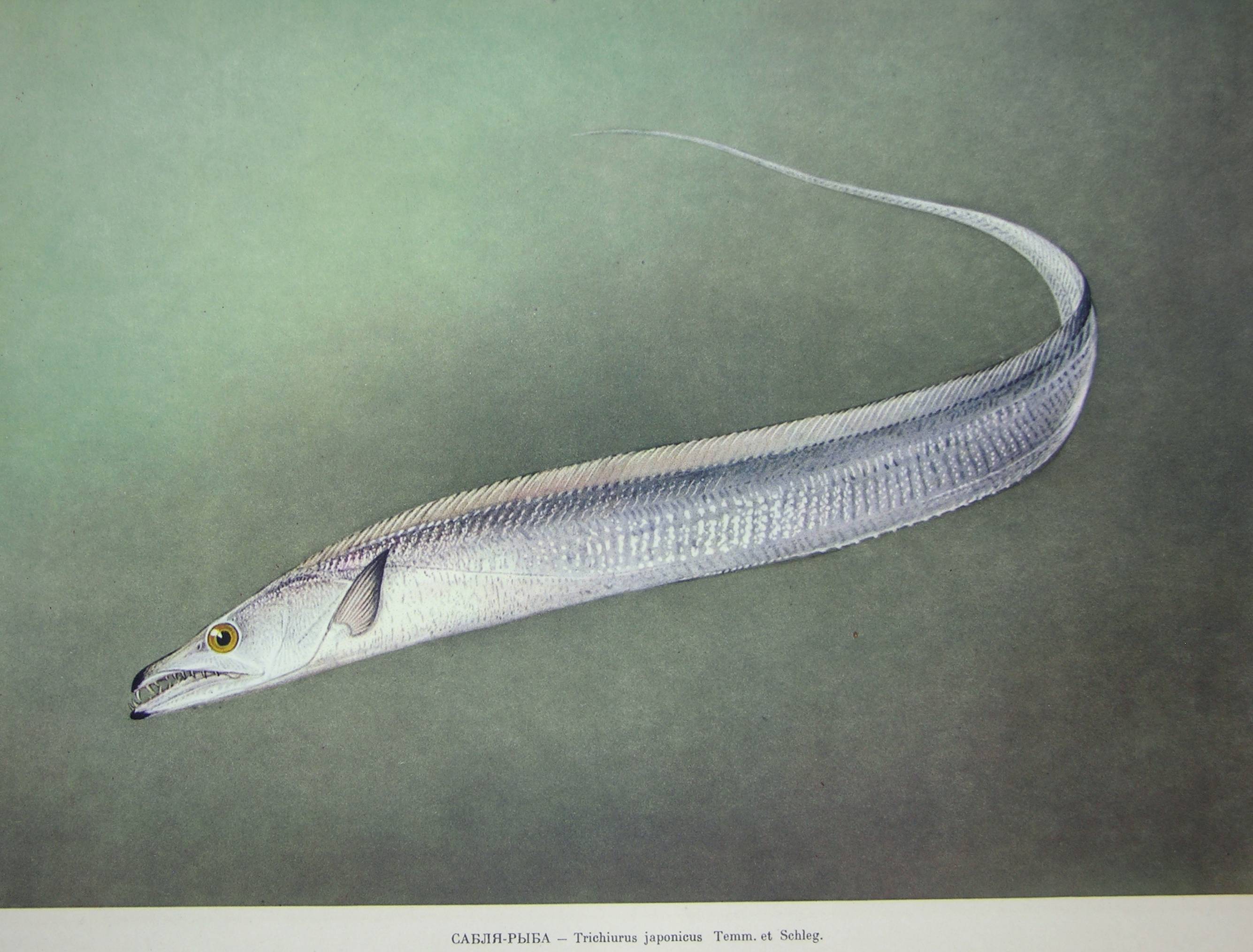 Рыба «Волосохвост» фото и описание