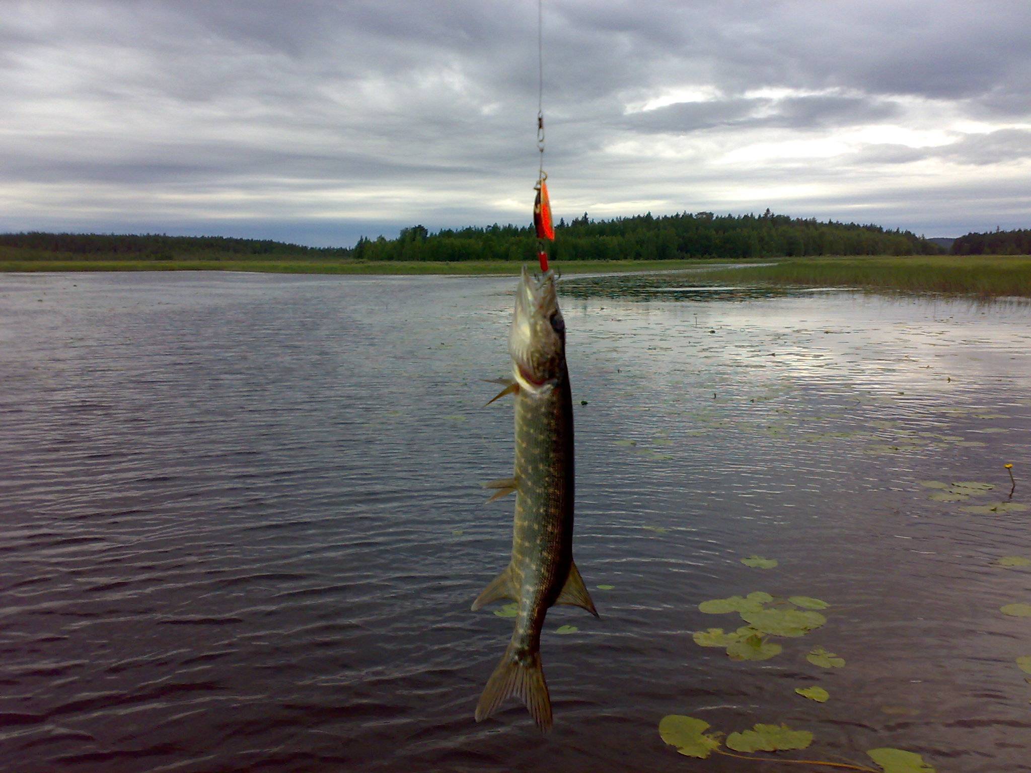 Ловить щуку на озере