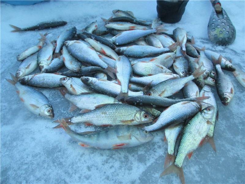 12 лучших рыболовных мест в липецкой области. платные и бесплатные