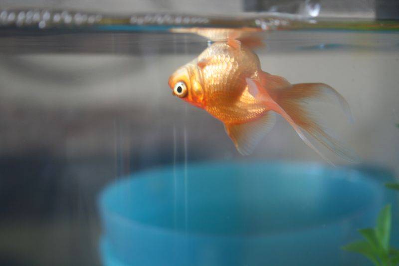 ᐉ рыбка плавает вниз головой - zoomanji.ru