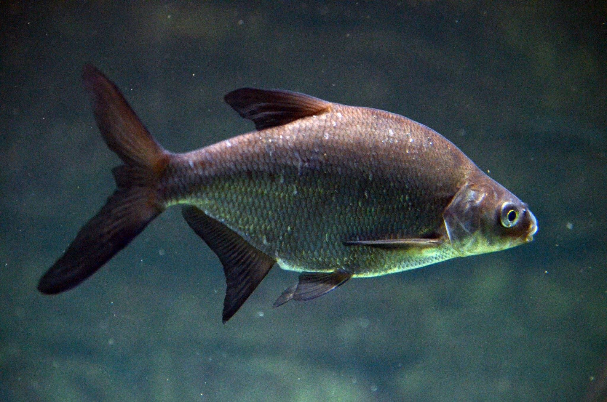 Рыба ёрш — описание, ареал обитания и как выглядит, особенности ловли, фото