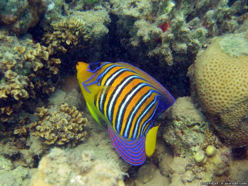 Рыбы красного моря: какие виды водятся и их название, каталог опасных обитателей