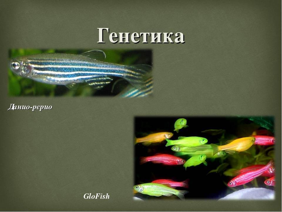 Аквариумные рыбки данио рерио: содержание, уход, размножение, фото