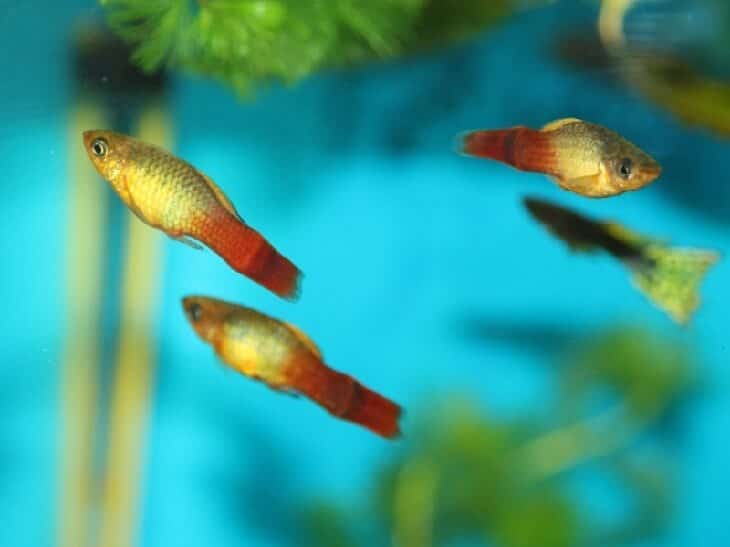 Почему рыбы выпрыгивают из аквариума. что делать и как этого избежать