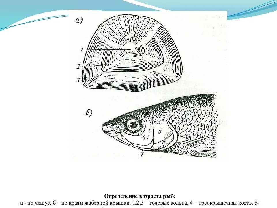 Как можно определить возраст рыбы