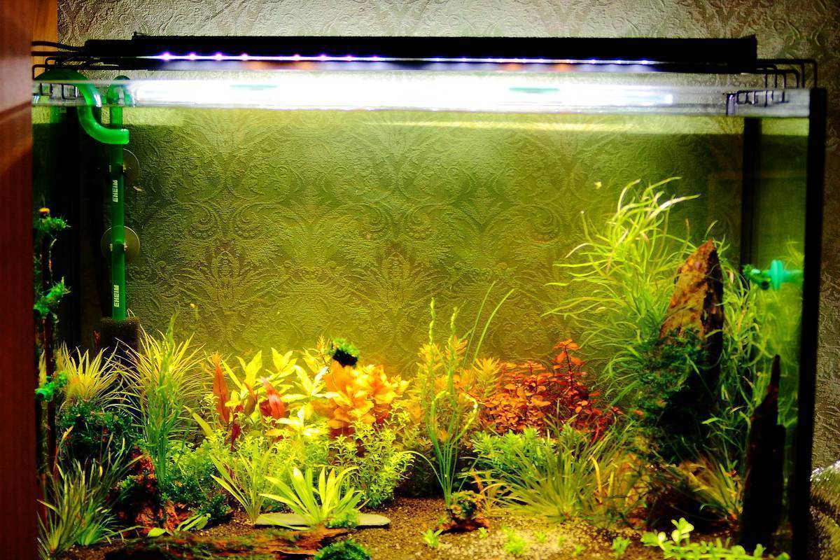 Лампы для аквариума: разновидности и как правильно выбрать