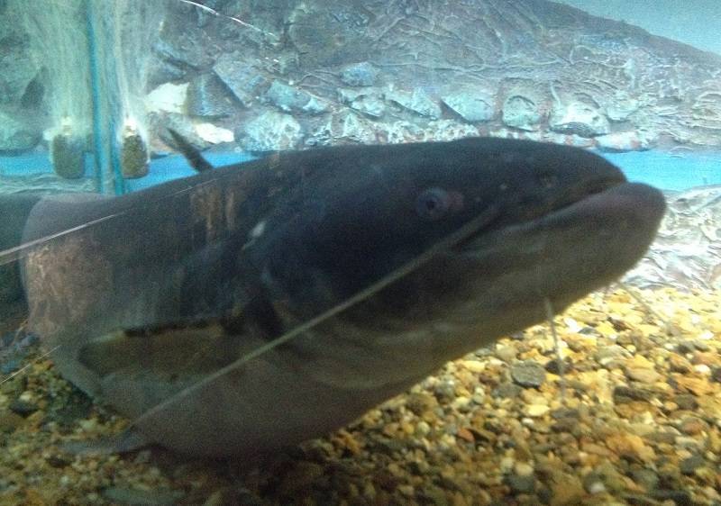 Рыба «Сом амурский» фото и описание