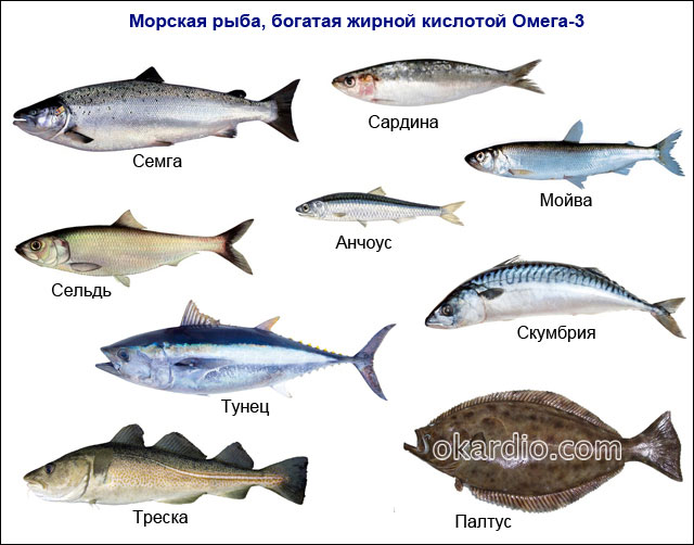 Описание и разновидности океанических рыб