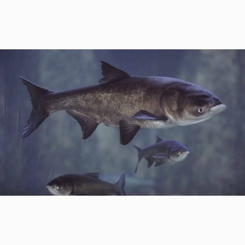 Рыба «Толстолоб пестрый» фото и описание