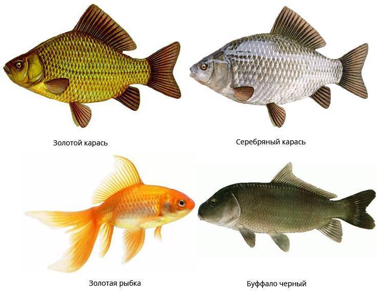 Рыба карп: особенности нереста, где обитает, выбор снастей для ловли