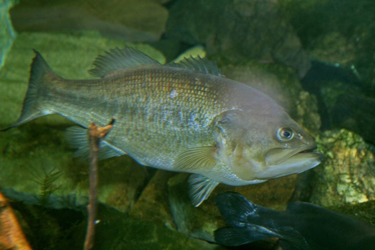 Лобан фото и описание – каталог рыб, смотреть онлайн