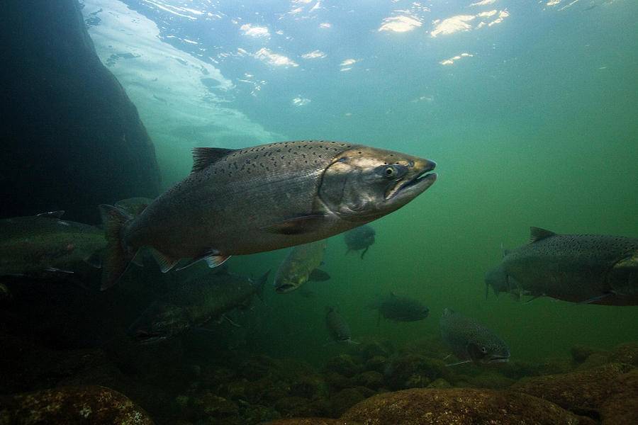Лосось - все о лососевых: описание, распространение, образ жизни и способ ловли - fishingwiki