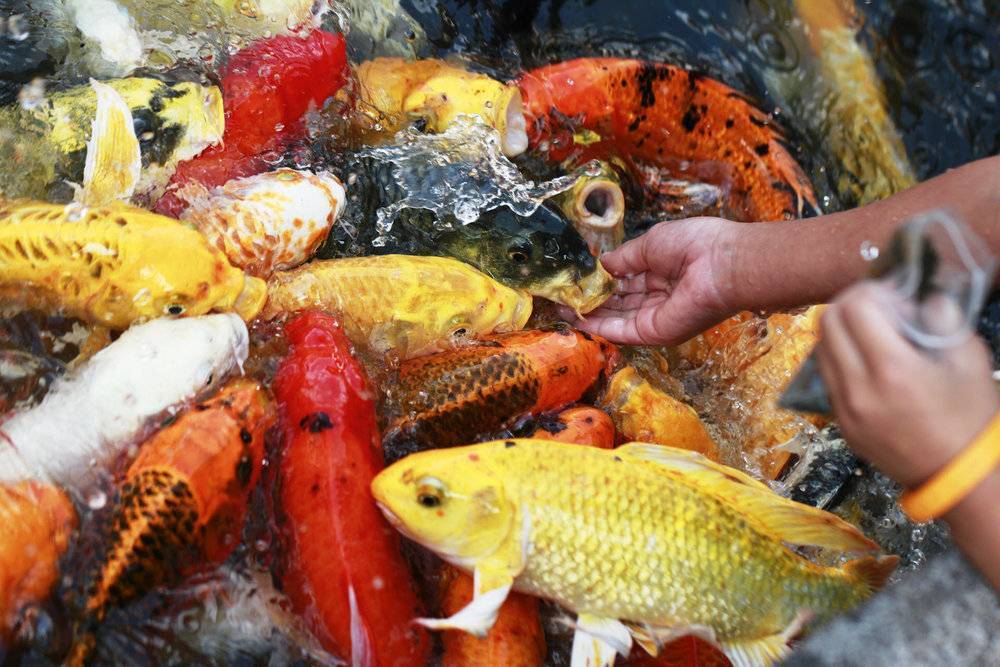 Как развести рыб на даче — советы начинающим выбор рыб, чем кормить, оптимальная зимовка. фото — ботаничка.ru