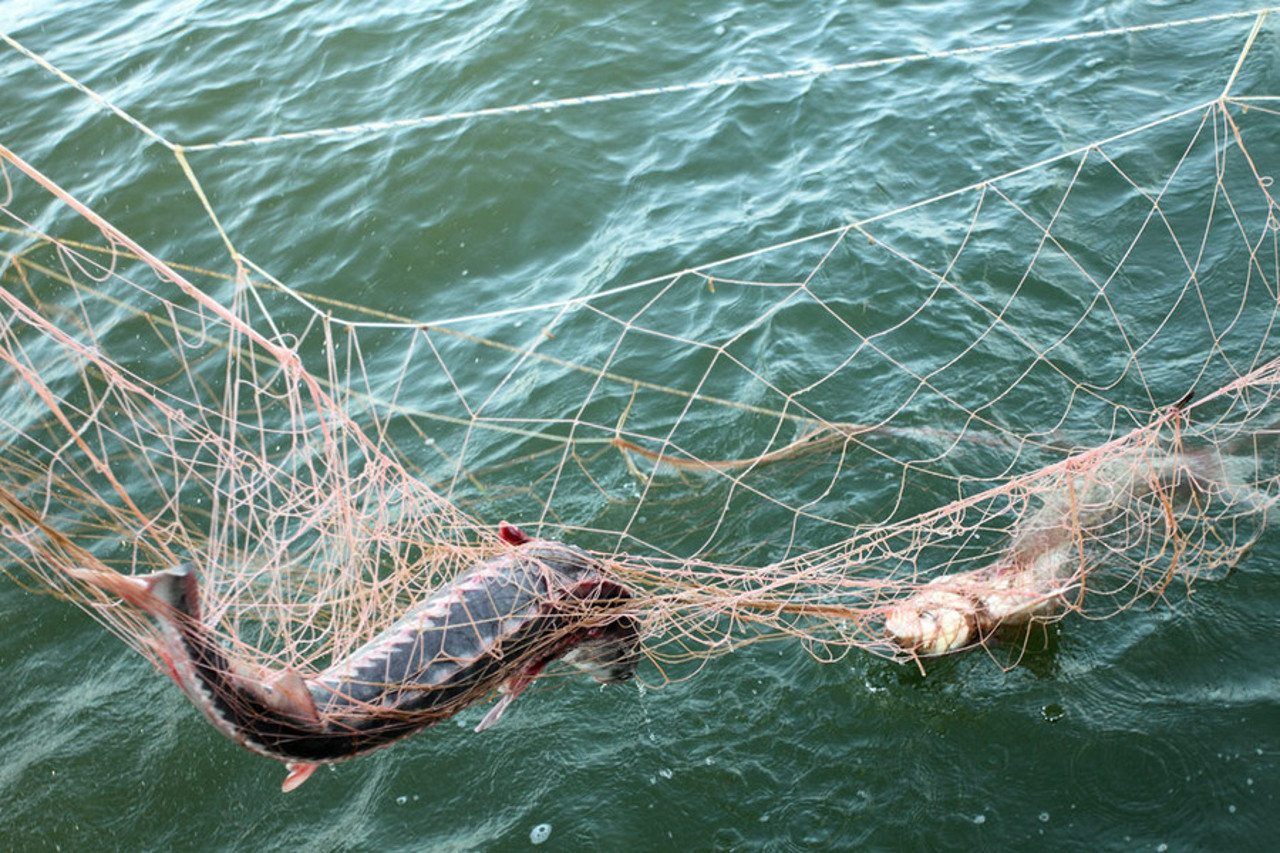 Формула посадки рыболовных сетей. особенности оснащения рыболовной сети - правильная посадка и выбор сетематериалов. в процессе подсадки ячейкам придают разную форму