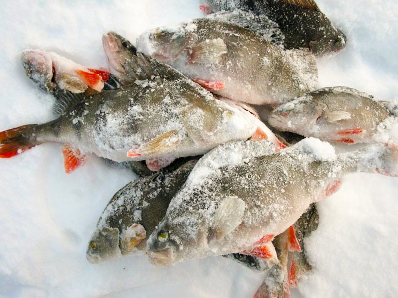 Ледяная рыба (щуковидная белокровка) — рыба покрыта льдом