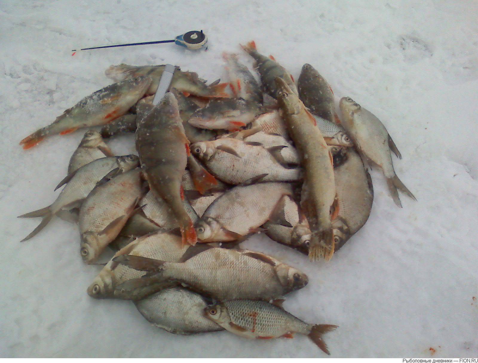 Написать отчеты о рыбалке – опубликовать вести с водоёмов: фото и видео