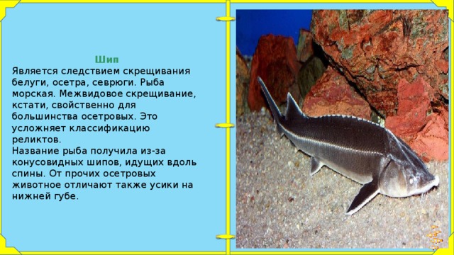 Ёрш носарь фото и описание – каталог рыб, смотреть онлайн