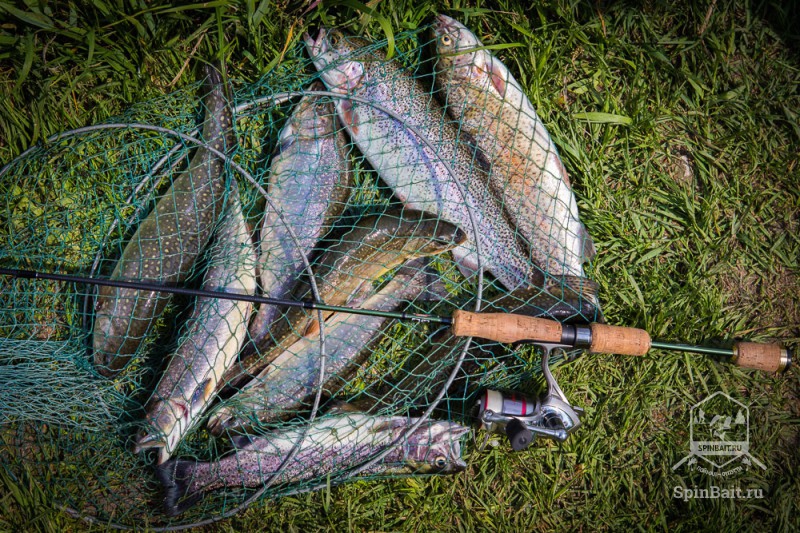 Ловля форели на спиннинг: выбор снастей и приманок, секреты рыбалки