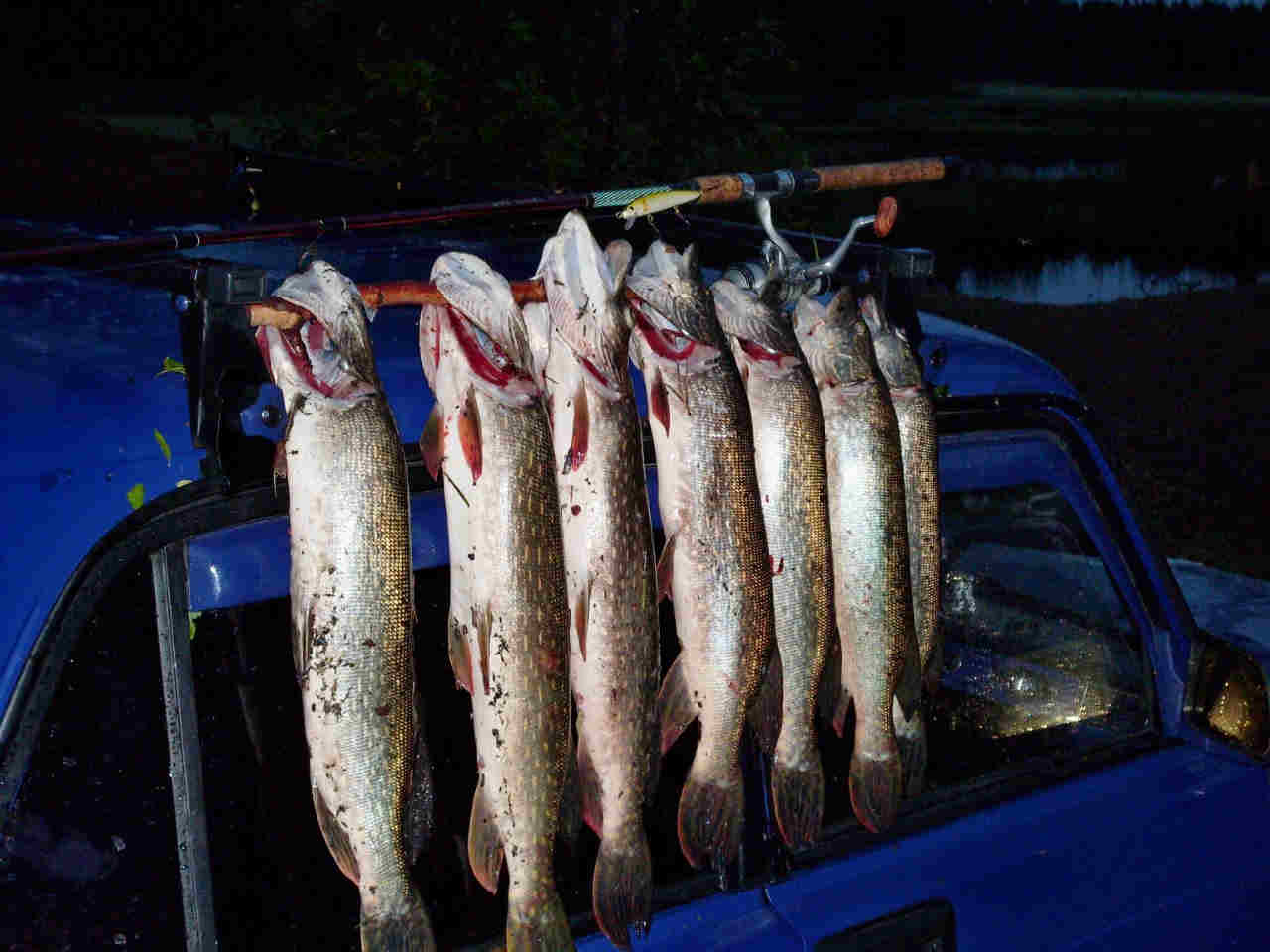Рыбалка осенью: какая рыба клюет поздней в ноябре, и ранней в сентябре, когда, где и на что, поиск рыбы, календарь