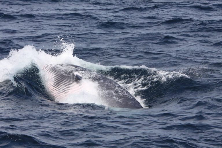 Горбатый кит. образ жизни и среда обитания горбатого кита | животный мир