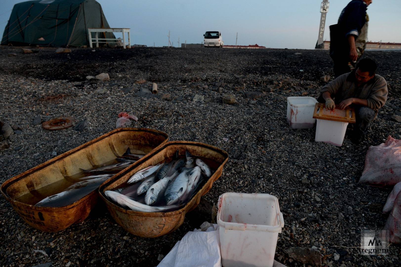 Рыбалка в Анадыре: лосось уходит на корм чайкам (9 фото)